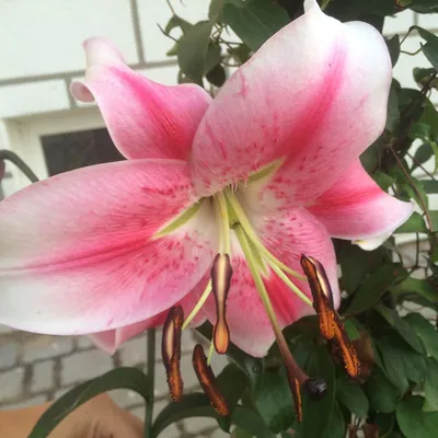 Photo of the bloom of Lily (Lilium 'Anastasia') posted by pirl (All Things  Plants) | Lily, Lilium, Pretty flowers