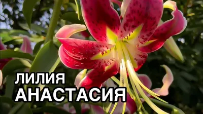 Лилия ОТ-Гибриды Анастасия с доставкой! 🌱 [778934]