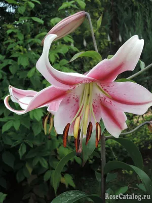 Matisse Oriental Lilium 'Anastasia' - Tesselaar