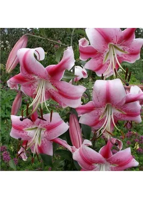 Lilium 'Anastasia', oriental trumpet lily, pink and white flowers, close-up  Stock Photo - Alamy