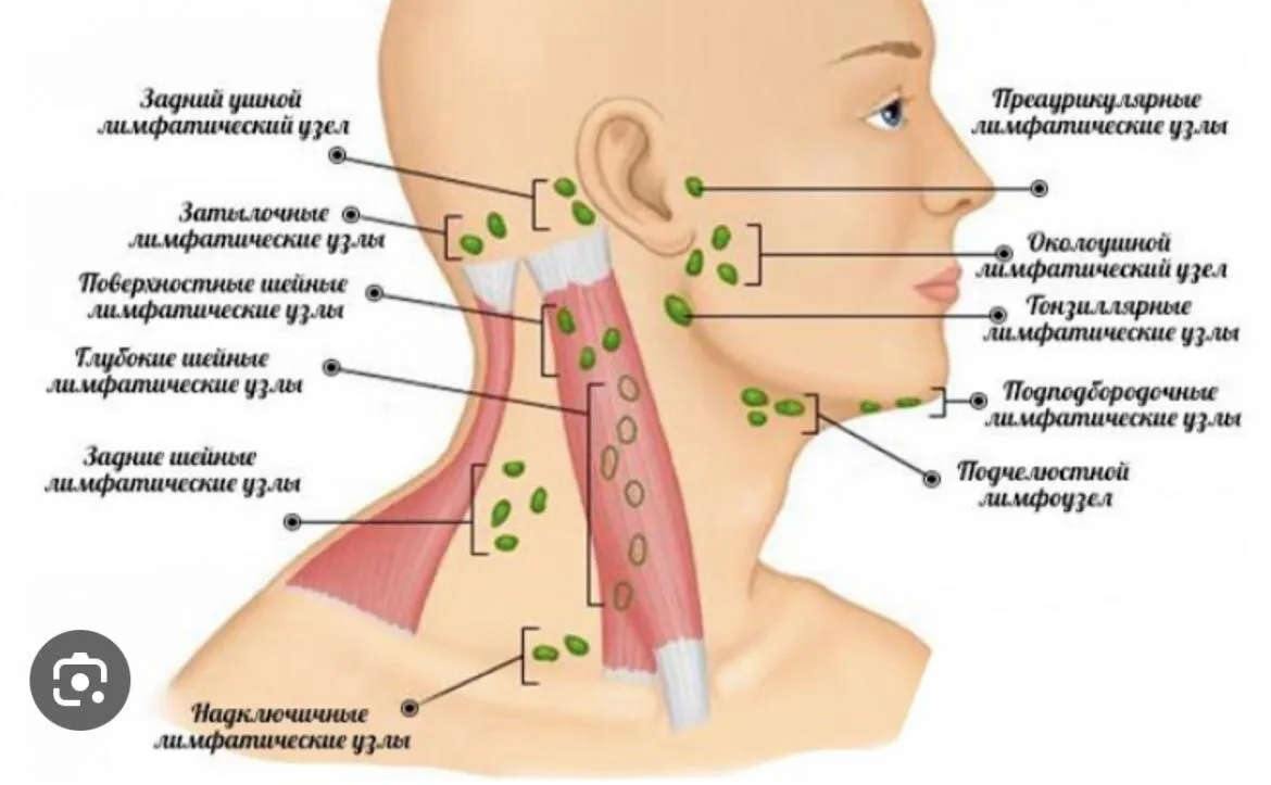 Где находятся лимфоузлы на затылке