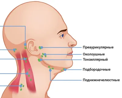 Варикоз на ногах, как избавиться? | Блог Daily Medical