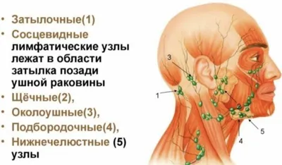 Чистка лимфы - как правильно чистить, зачем это делать, и способы.