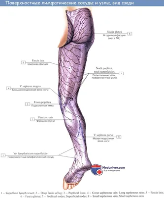 Анатомия: Лимфатические узлы и сосуды нижней конечности (ноги). Топография,  строение, расположение лимфатических узлов и сосудов ноги