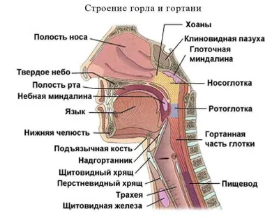 Как удалить лимфоузлы из лопатки баранины. - YouTube