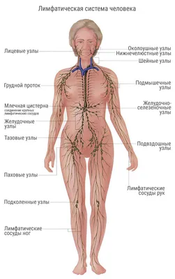 Лимфостаз - причины появления, при каких заболеваниях возникает,  диагностика и способы лечения