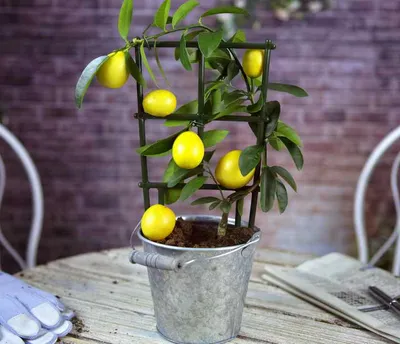 Как вырастить лимон из косточки в домашних условиях: посадка и уход за  лимонным деревом