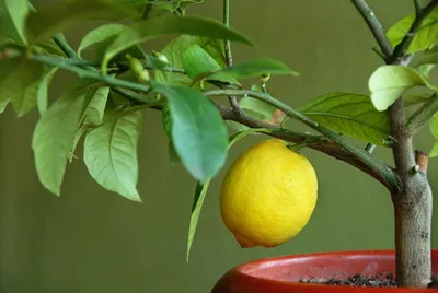 Выращиваем комнатный лимон дома и собираем сочный урожай | Идеальный огород  | Дзен