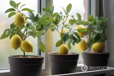 Как вырастить лимонное дерево дома из косточки - какие условия нужны |  OBOZ.UA