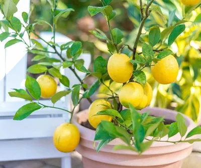 Планета Агро - 🍋🍋КАК ВЫРАСТИТЬ ЛИМОН ДОМА? 📌 🍋 Вырастить лимон в  домашних условиях нетрудно. Главное - правильно ухаживать, чтобы  полюбоваться красивым деревцем и попробовать его вкусные плоды. Выращенные  на этом комнатном