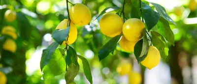 Как вырастить лимон в домашних условиях | Растения для дома и сада | Дзен