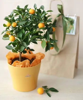 Простой поддельный лимон, экологически чистый искусственный лимон,  поддельный лимон, Декор для дома и стола | AliExpress