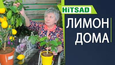 Уход за цитрусовыми растениями в домашних условиях