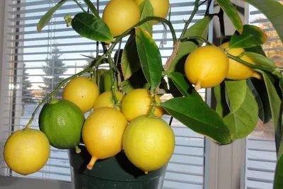 Лимоны и дома хорошо растут и плодоносят
