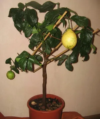 Экологичный креативный поддельный лимон, Декор для дома и стола,  искусственный лимон, высокая имитация лимона для офиса | AliExpress
