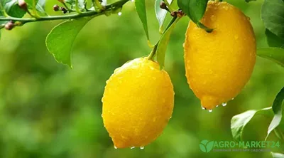 Будет ли плодоносить лимон из косточки - как вырастить лимон - Главред