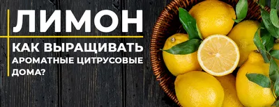 Жительница Костюковичей вырастила дома 600-граммовый лимон | Костюковичи.  Новости