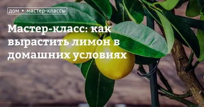 Можно ли вырастить лимон из косточки дома