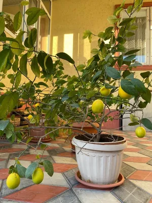 Лимонное дерево - «Как вырастить дома лимон. История о двух  братьях-лимонах:)» | отзывы