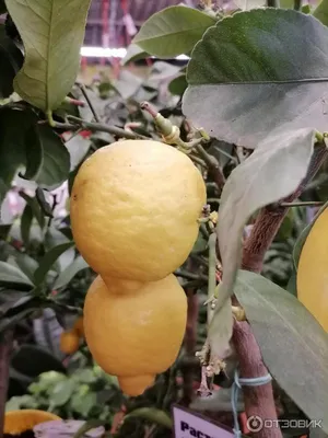 🌿 Цитрофортунелла Лимон 🌿 растения для дома и офиса