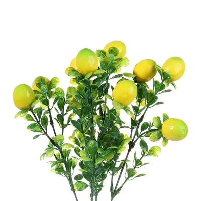 Как вырастить лимон в домашних условиях.Как вырастить лимон дома. - YouTube
