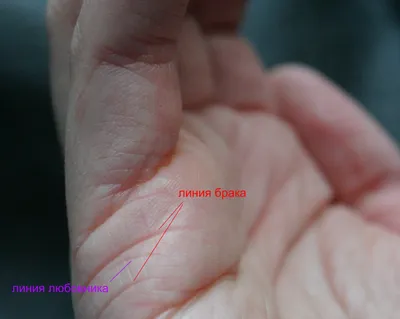 Изображение линий на руке с объяснением их значений: формат JPG