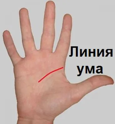 Интересные факты о линиях на руке: качественное изображение для блога