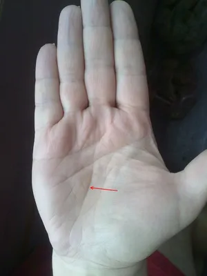 Фотография руки с линией судьбы в формате WebP