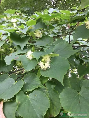 Липа мелколистная «Гринспайер» (Tilia cordata «Greenspire») купить для  посадки в Москве