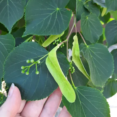 Липа мелколистная (Tilia cordata)