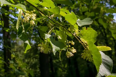 Изображение липы сердцевидной на фоне неба: красота природы