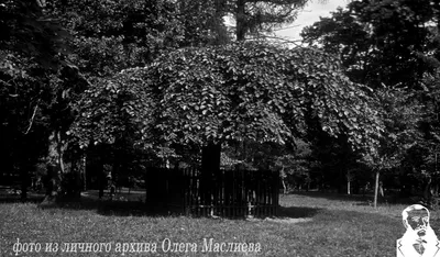 Фото липы сердцевидной: дерево, которое никогда не устареет