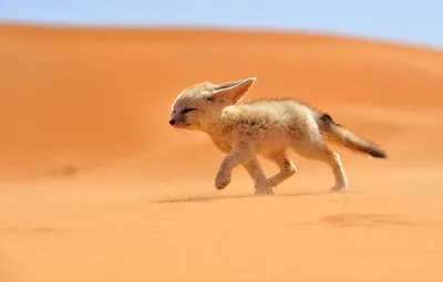 Лисица Фенек | Fox species, Animals wild, Animals beautiful