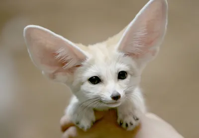 Маленькое животное с большими ушами - 77 фото