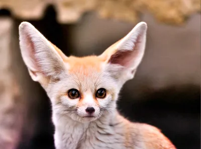 Проворный и осмотрительный фенек: Как самая маленькая лиса живет в  бескрайней пустыне | Vivos Terra | Дзен