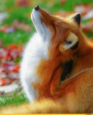 рыжая лиса смотрит в камеру, милая маленькая лиса, Hd фотография фото фон  картинки и Фото для бесплатной загрузки