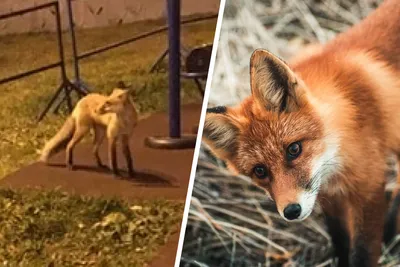 Осторожно, лисы: рыжие хищники, живущие в Москве, вывели потомство и стали  из-за этого агрессивнее - KP.RU