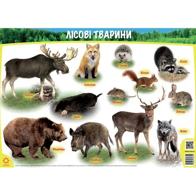 Плакат Лісові тварини ФОРМАТ А1. Вид.\"Ранок\"\"Зірка\" (ID#1177378235), цена:  30 ₴, купить на Prom.ua