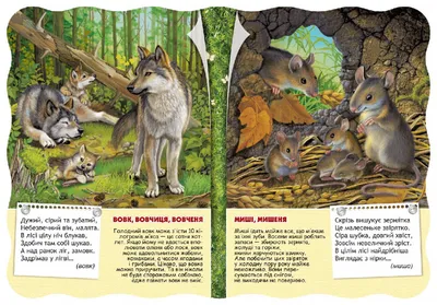 Книга «Лісові тварини та рослини» – Екатерина Смирнова, купить по цене 65  на YAKABOO: 978-966-284-500-6
