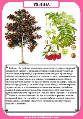 Трафарет Луч Листья деревьев купить по цене 39.9 ₽ в интернет-магазине  Детский мир