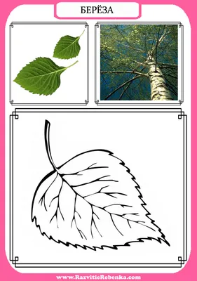 Листья деревьев» раскраска для детей - мальчиков и девочек | Скачать,  распечатать бесплатно в формате A4