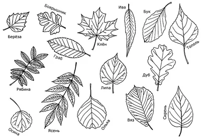 Рисунок листочка дерева - 55 фото