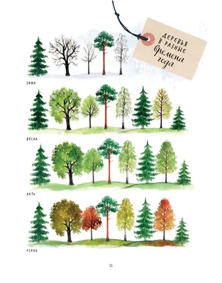 Найди тень листьев деревьев | Найди тень для детей | Методики, игры,  занятия для ребёнка