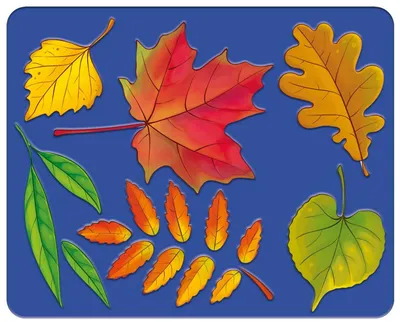 Иллюстрация 7 из 126 для Мой гербарий. Листья деревьев - Анна Васильева |  Лабиринт - книги. Источник: Лабиринт
