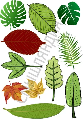 Листья деревьев иллюстрация вектора. иллюстрации насчитывающей валы -  46994504