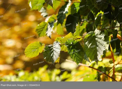 Листья разных деревьев - 51 фото