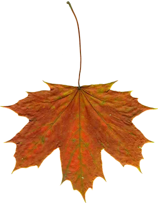 осенние листья стоковое фото. изображение насчитывающей красивейшее -  11524198