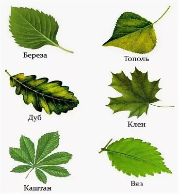 шаблоны осенних листьев для вырезания из бумаги A4 | Leaf template, Fall  leaf template, Autumn crafts