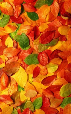 Листья осенью (55 фото) - 55 фото