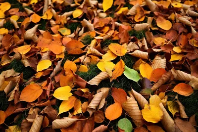 Раскраски осенние листья - Раскрась этот мир!